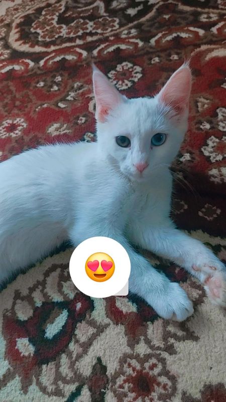 Mushuk sotiladi zotli Mushuk sotiladi zotli