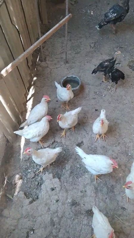 Tovuq , xoʻroz , zotli dajanlar.