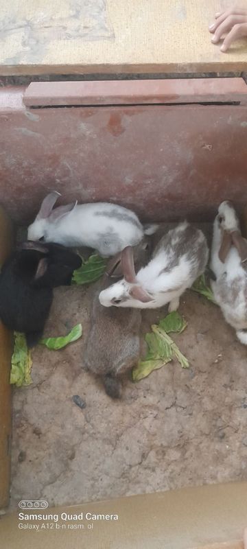 Quyon Bollari Sotiladi Optim