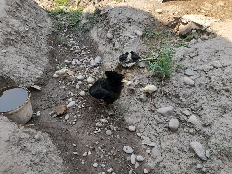 хуроз товук жужалари билан сотилади хуроз товук жужалари билан сотилади