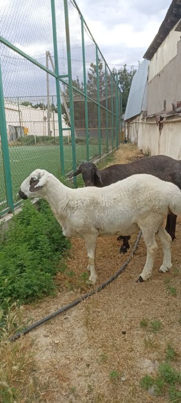 Кучкорлар сотилади Кучкорлар сотилади