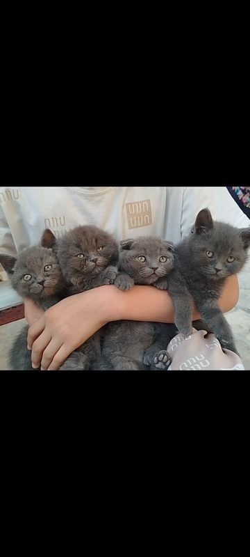 Британские котята Британские котята