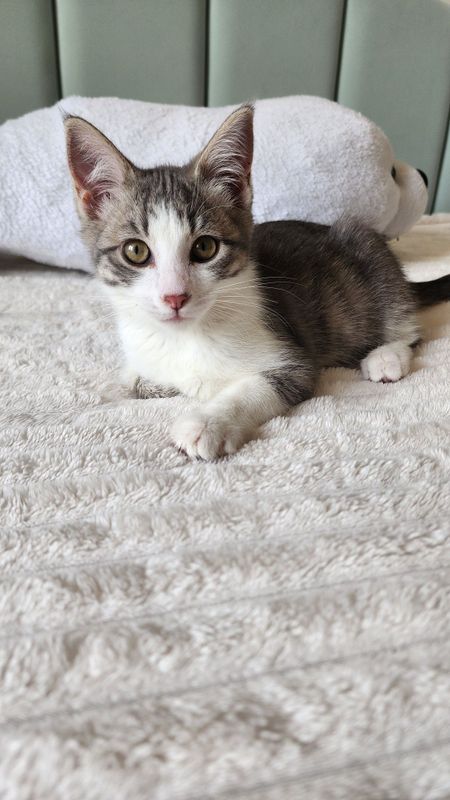 Котёнок мальчик Отдам БЕСПЛАТНО Котёнок мальчик Отдам БЕСПЛАТНО