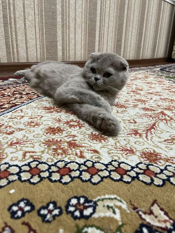 Mushuk sotiladi jinsi qiz Mushuk sotiladi jinsi qiz