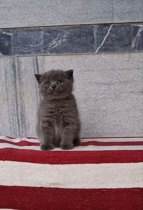 Шотландский вислоухий Шотландский вислоухий