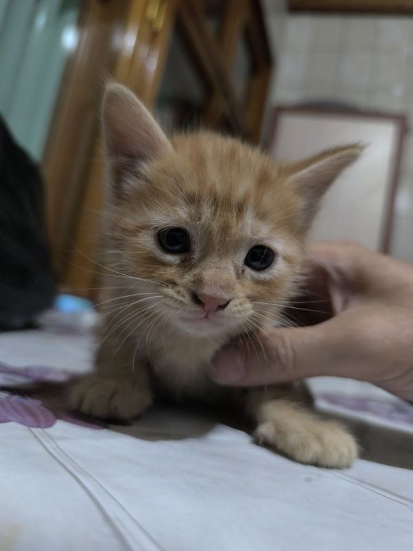 Котёнок. Мушикни боласи. 1.5 месяца