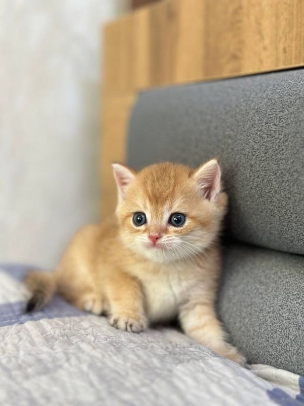 Продам котята британской шиншиллы. Продам котята британской шиншиллы.