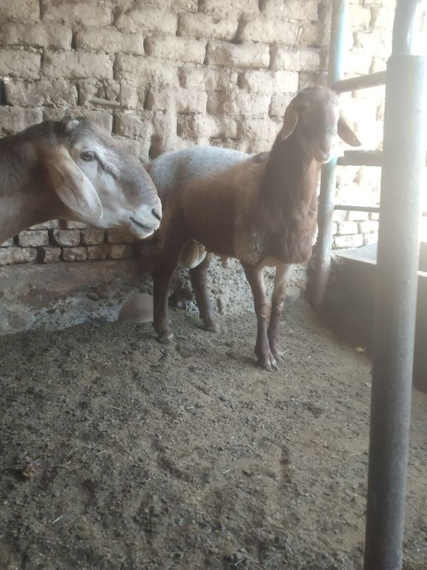 Qochqor qoy arashan zot Qochqor qoy arashan zot