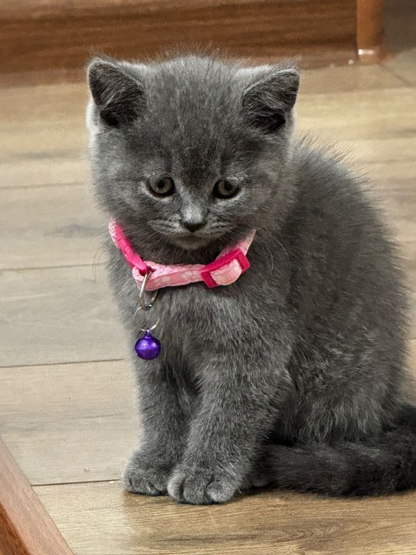 Кошка британский