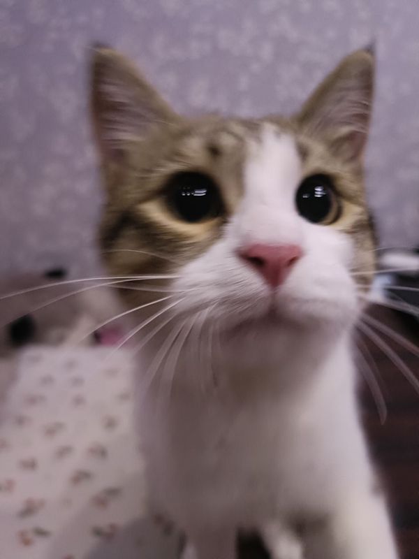 Mushuk aqli va odobli uy mushugi Mushuk aqli va odobli uy mushugi