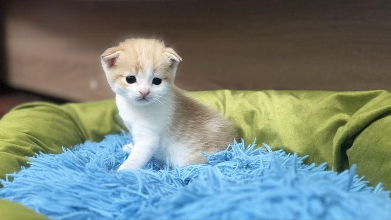 scottish fold мушукчалар сотилади тугилган санаси 11 апрел scottish fold мушукчалар сотилади тугилган санаси 11 апрел