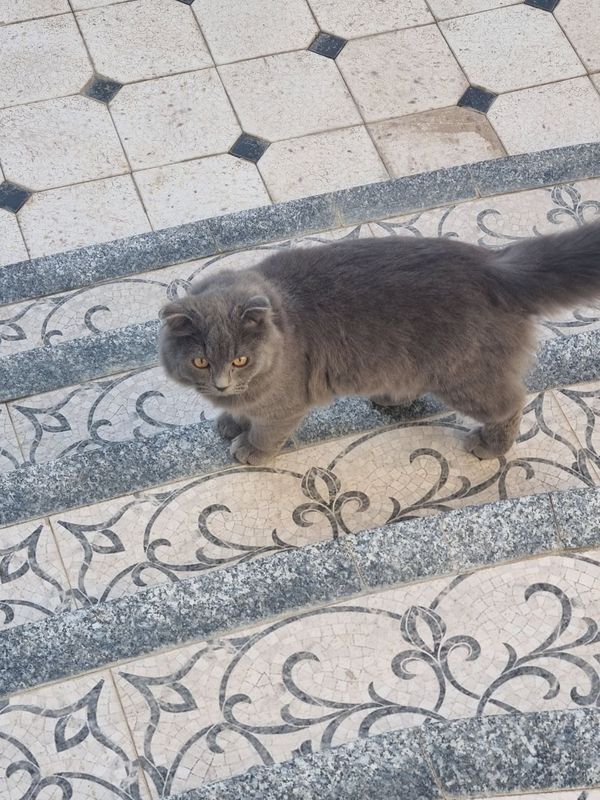 Vyazka kelin kerak Vyazka kelin kerak