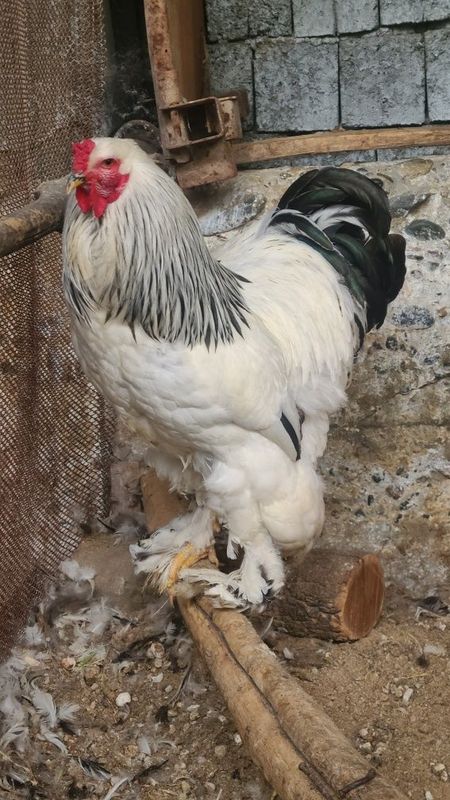Brama Svetli Xo'roz sotiladi Brama Svetli Xo'roz sotiladi