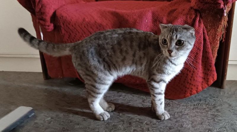Кошечка скоттиш фолд Кошечка скоттиш фолд