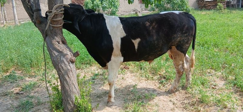 Gibrid sifatli sog'lom paltarashka buqala sotiladi Gibrid sifatli sog'lom paltarashka buqala sotiladi