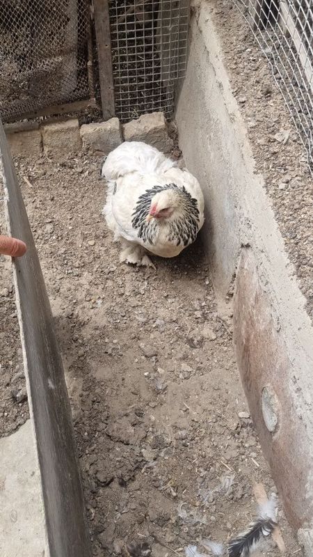 Kurk tovuq brama Kurk tovuq brama