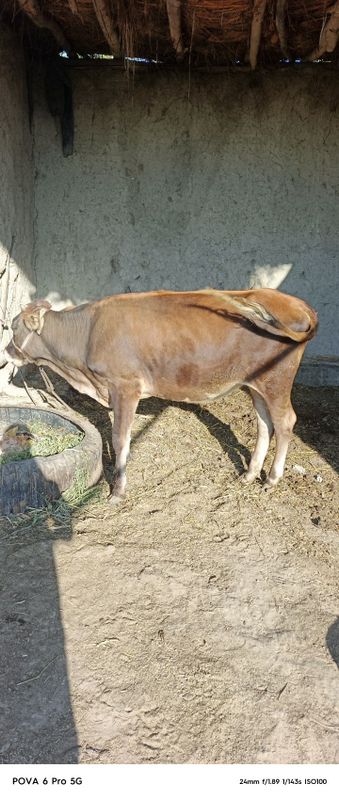 Gunojin sotiladi boʻyi uzun sogʻlom