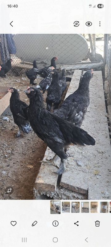 Ассалааму алайкум ва раҳматуллоҳи 5 ойлик жужалар сотилади