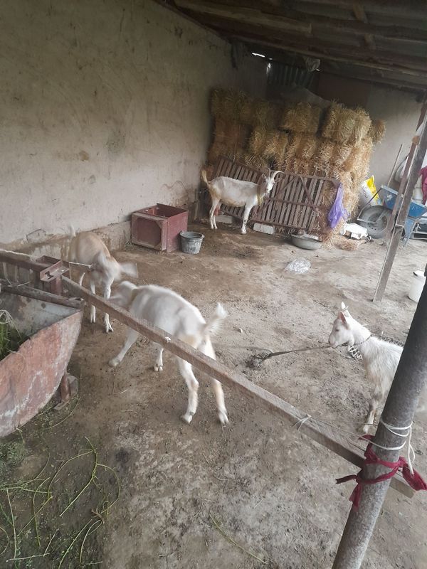 Zanin echkilar sotiladi sutlik ham.bor