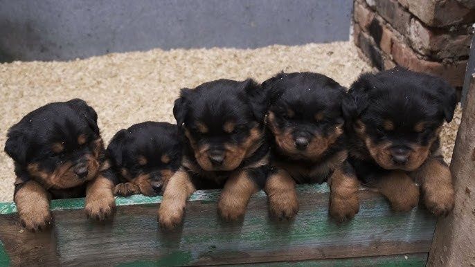 Продаются щенки Ротвейлер Продаются щенки Ротвейлер