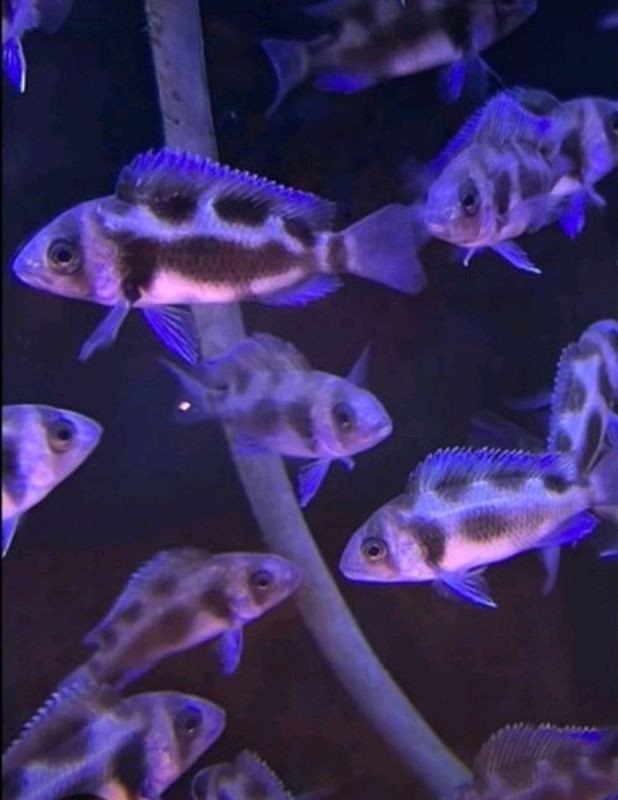 продам мальков Cyphotilapia Frontoza Black Widow продам мальков Cyphotilapia Frontoza Black Widow