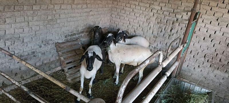 qochqorlar dotiladi