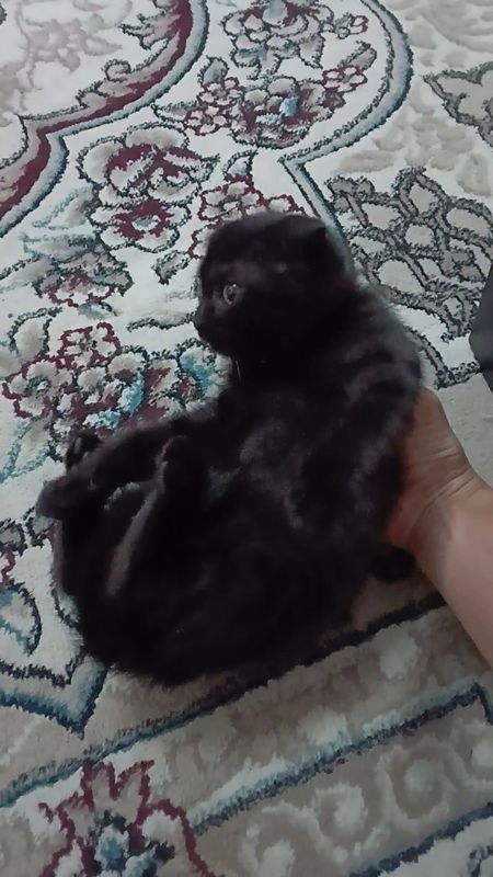 Веслоухая! котёнок 2,5 месяца Веслоухая! котёнок 2,5 месяца