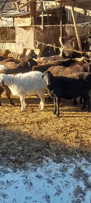 Куй, кучкорлар,она бола куйлар сотилади