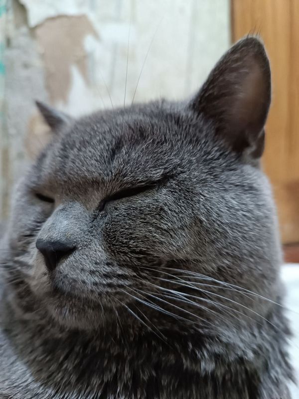 Zotdor mushuk sotiladi. Zotdor mushuk sotiladi.