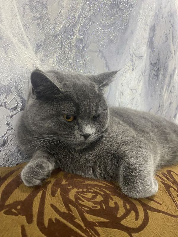 Сотилад Британский Сотилад Британский