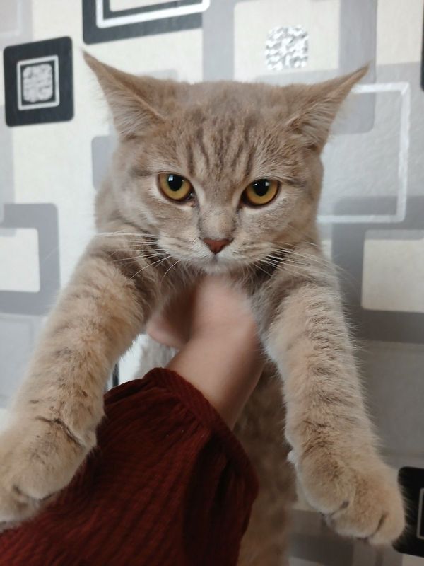 кошка скотиш страйт кошка скотиш страйт