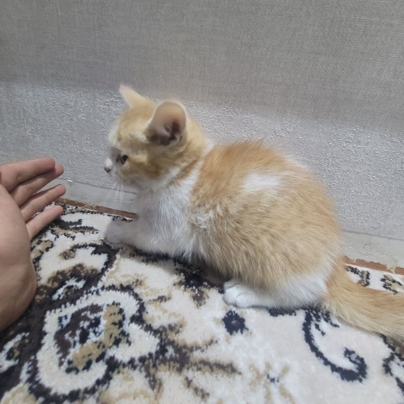 2 Mushukchlar hammasi soĝlom 2 Mushukchlar hammasi soĝlom