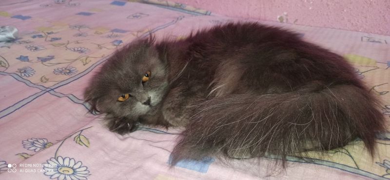 Срочно продаётся котёнка 1 годик