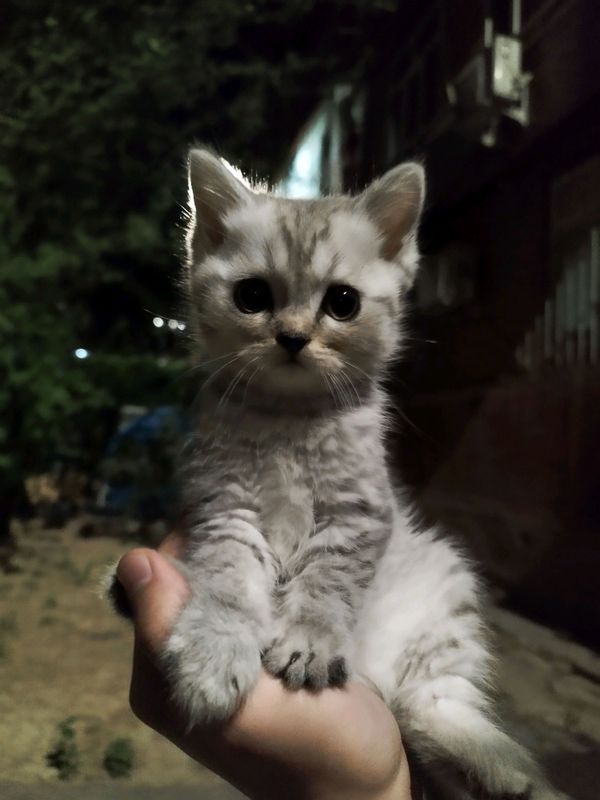 Очаровательный месячный котик ищет любящую семью Очаровательный месячный котик ищет любящую семью