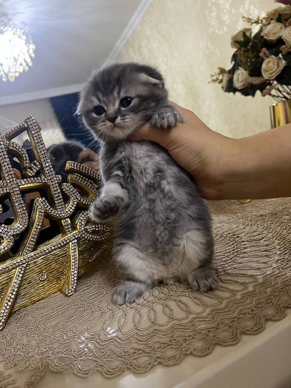 Shadlaniskiy paroda Otasi Onasi shinchila 2 oylik Shadlaniskiy paroda Otasi Onasi shinchila 2 oylik