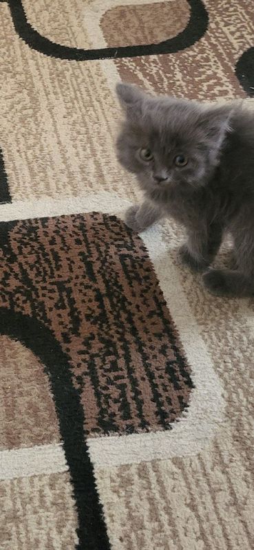 Продается котёнок девочка