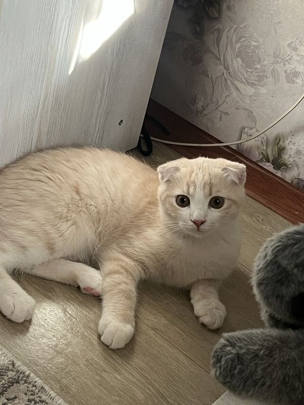 мальчик скоттиш-фолд мальчик скоттиш-фолд