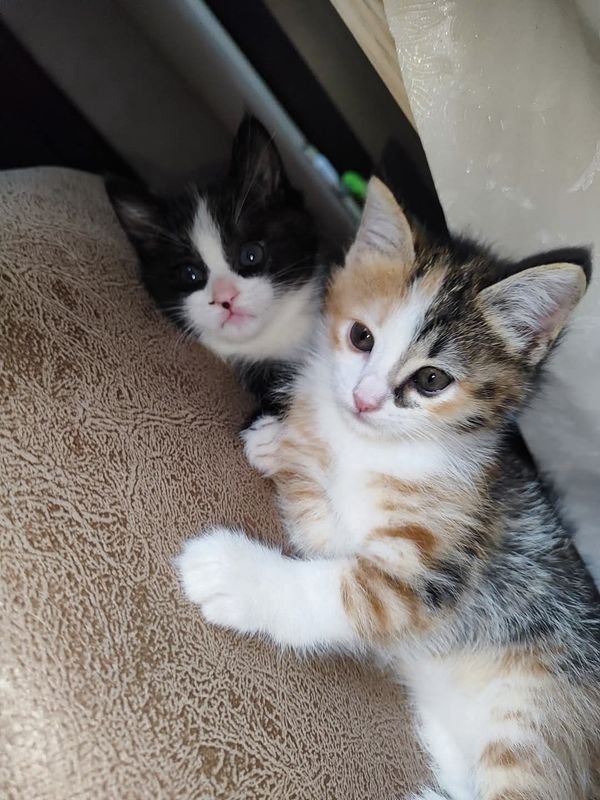Отдам котят в добрые руки Отдам котят в добрые руки