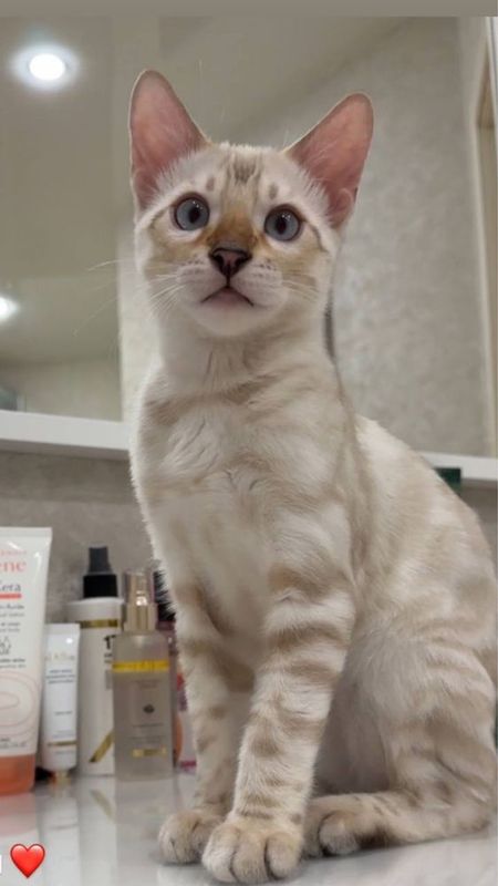 Bengal Erkak vyaska Bengal Erkak vyaska