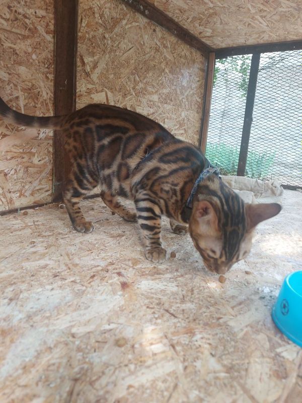 Бенгальская кошка Бенгальская кошка
