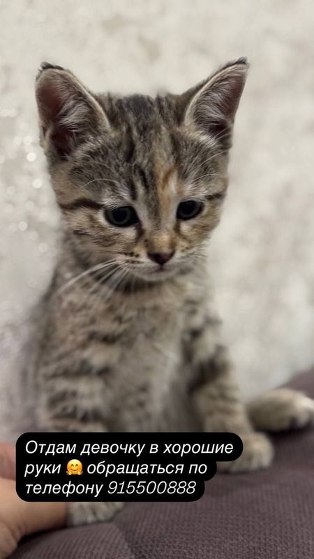 Отдам котёнка девочка в надёжные руки,1,5 месяца Отдам котёнка девочка в надёжные руки,1,5 месяца