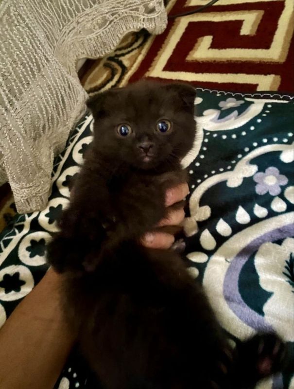 Qora scottish fold Qora scottish fold