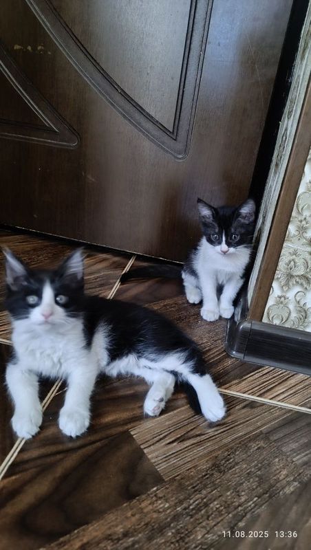 Котят в хорошие рук
