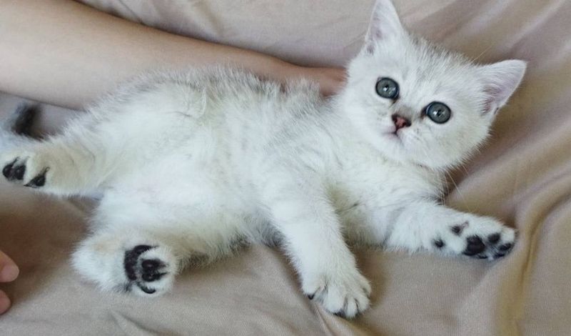 Shinshilla zotdor 1.5 oylik Shinshilla zotdor 1.5 oylik