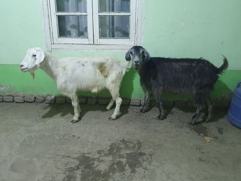 2ta kal moda echkila sotiladi srochno tez va arzon Shofirkonda 2ta kal moda echkila sotiladi srochno tez va arzon Shofirkonda