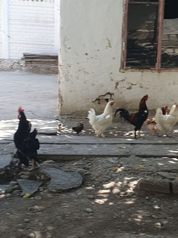 Tovuq va xoroz sotiladi