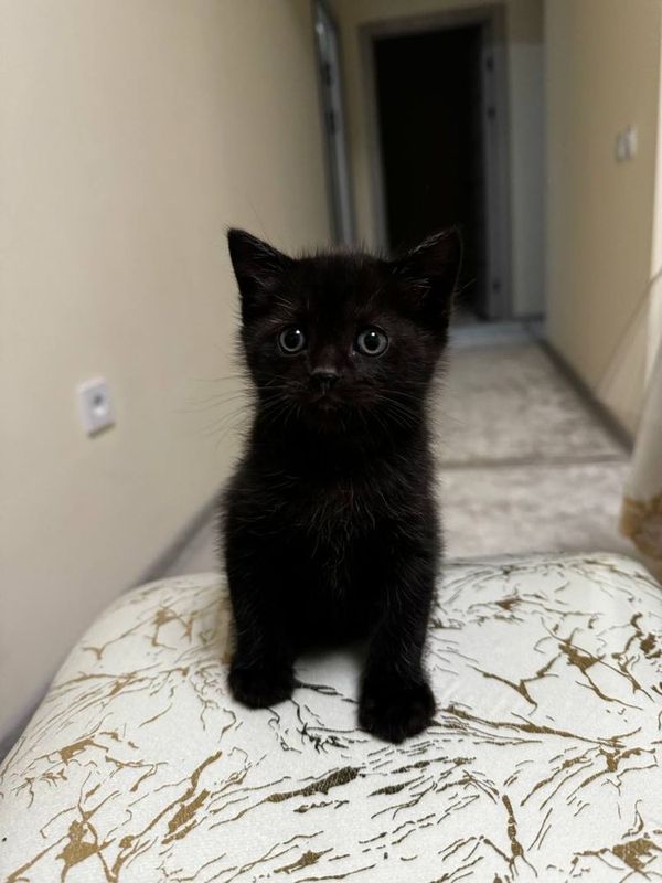 Котенок в добрые руки Котенок в добрые руки