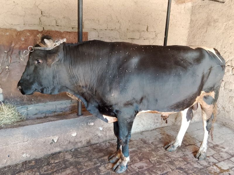 Buqa sotiladi narxi kelishilgan xolda