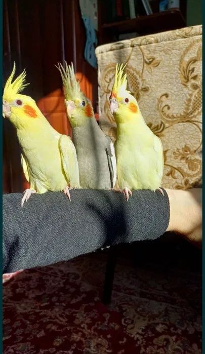 Karella sariq ko'zi qizil ishlagan moda