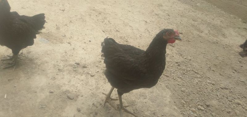 Qora shahzoda joja